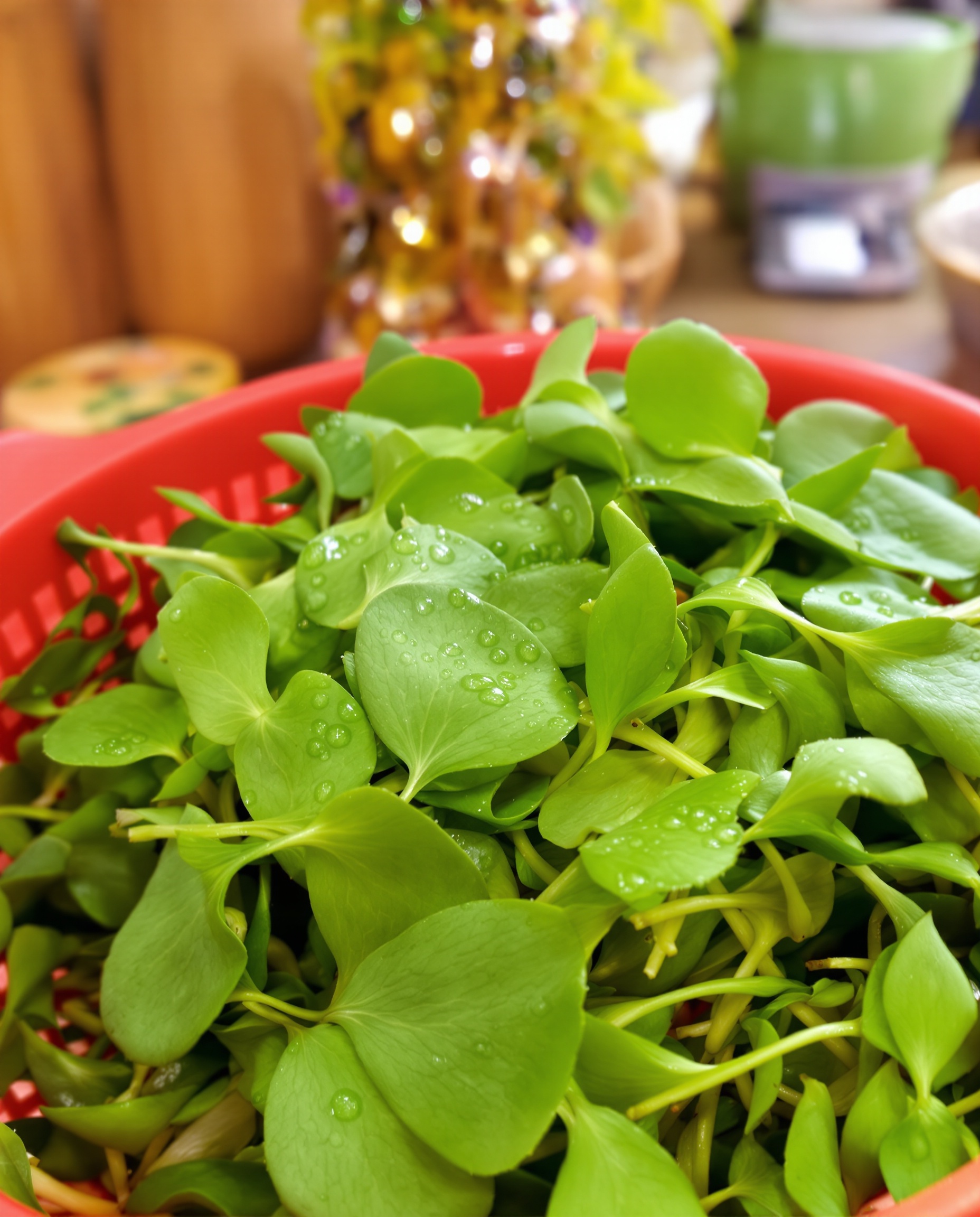 Ail des ours lavé et essoré dans une essoreuse à salade