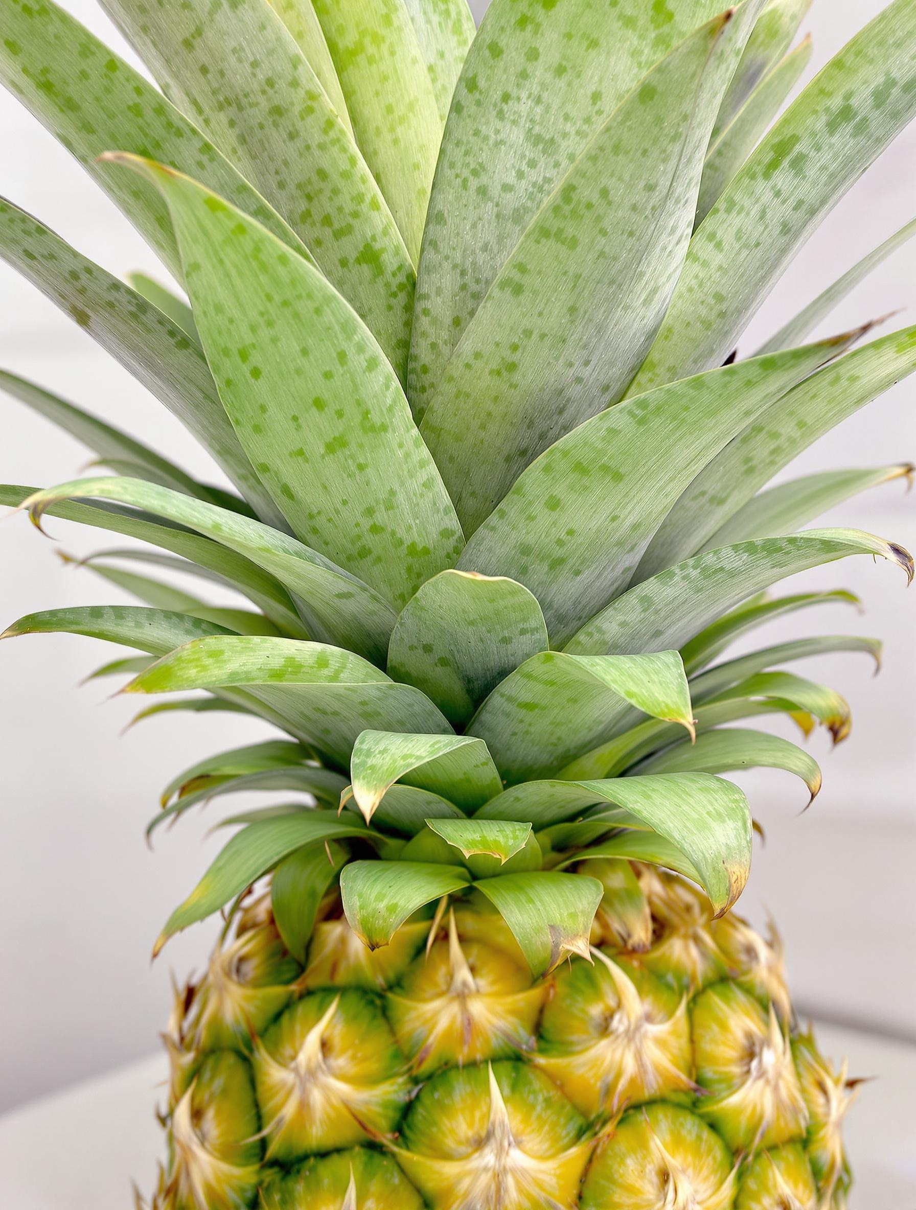Couronne d'ananas mûr avec des feuilles vert vif et nervures bien marquées.