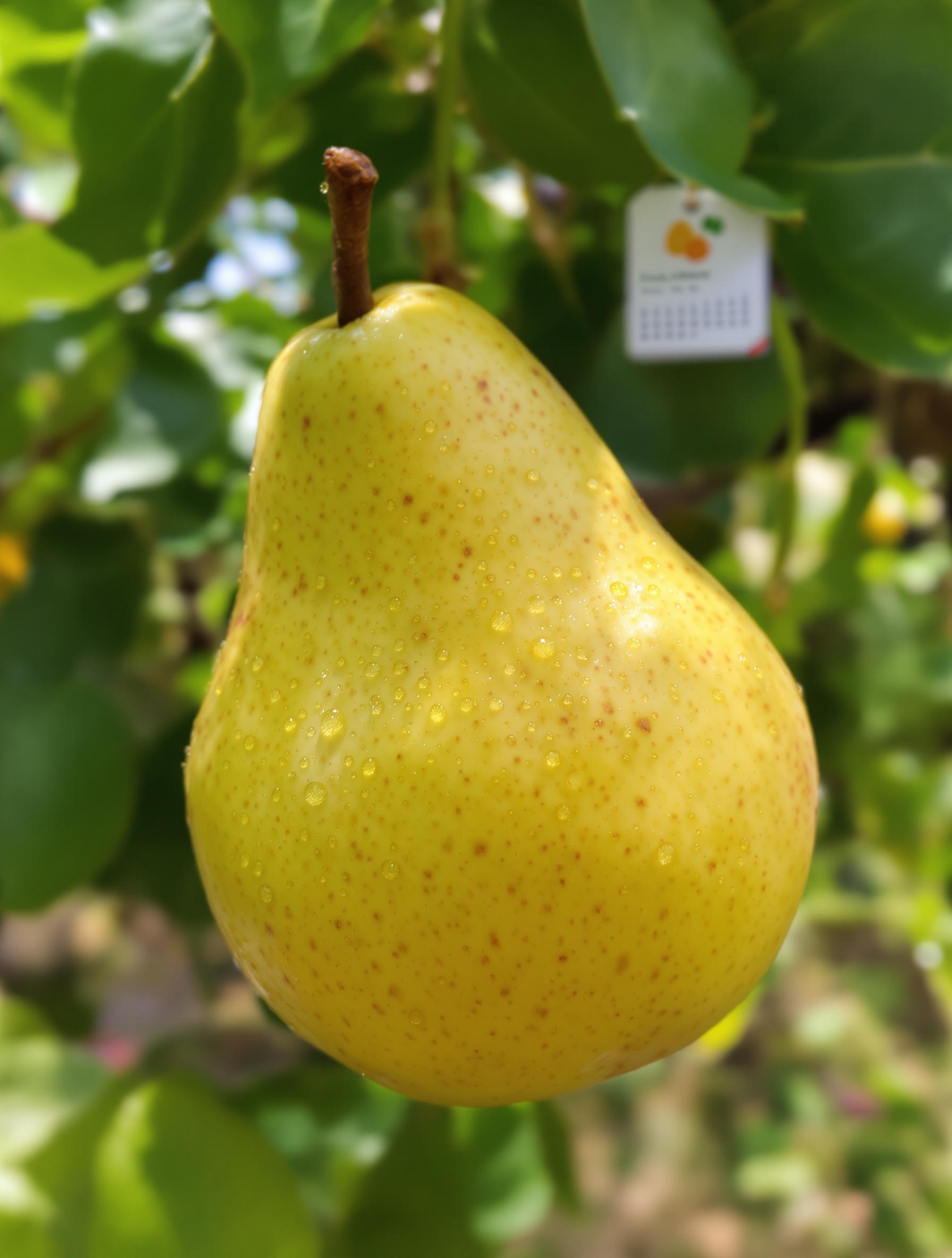 Poire Williams fraîchement cueillie avec perles de rosée.